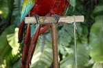 ara chloroptera red and green macaw ara chloroptera red and green macaw