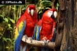 ara macao scarlet macaw ara macao scarlet macaw