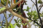 ara macao scarlet macaw ara macao scarlet macaw