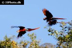 ara macao scarlet macaw ara macao scarlet macaw