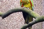 ara rubrogenys red fronted macaw ara rubrogenys red fronted macaw