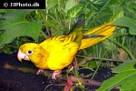 aratinga guarouba golden parakeet aratinga guarouba golden parakeet