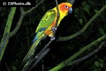 aratinga solstitalis sun parakeet aratinga solstitalis sun parakeet