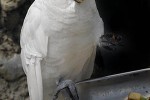 cacatua alba white cockatoo cacatua alba white cockatoo