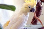cacatua sulphurea yellow crested cockatoo cacatua sulphurea yellow crested cockatoo