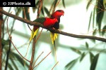 charmosyna papou papuan lorikeet charmosyna papou papuan lorikeet