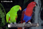 eclectus roratus eclectus parrot eclectus roratus eclectus parrot