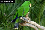 eclectus roratus green eclectus parrot eclectus roratus green eclectus parrot