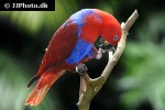 eclectus roratus red sided eclectus parrot eclectus roratus red sided eclectus parrot