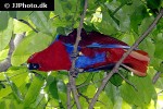 eclectus roratus red sided eclectus parrot eclectus roratus red sided eclectus parrot