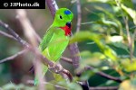 loriculus galgulus blue crowned hanging parrot loriculus galgulus blue crowned hanging parrot