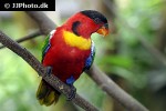 lorius chlorocercus yellow bibbed lory lorius chlorocercus yellow bibbed lory