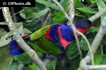 lorius lory black capped lory lorius lory black capped lory