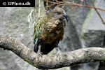 nestor notabilis kea nestor notabilis kea