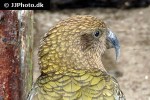 nestor notabilis kea nestor notabilis kea