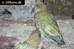 nestor notabilis kea nestor notabilis kea