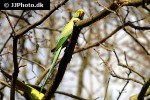psittacula krameri rose ringed parakeet psittacula krameri rose ringed parakeet