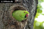 psittacula krameri rose ringed parakeet psittacula krameri rose ringed parakeet