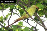 psittacula krameri rose ringed parakeet psittacula krameri rose ringed parakeet