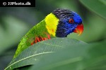 trichoglossus haematodus rainbow lorikeet trichoglossus haematodus rainbow lorikeet