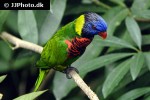 trichoglossus haematodus rainbow lorikeet trichoglossus haematodus rainbow lorikeet