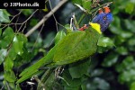 trichoglossus haematodus rainbow lorikeet trichoglossus haematodus rainbow lorikeet