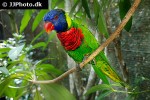 trichoglossus haematodus rainbow lorikeet trichoglossus haematodus rainbow lorikeet