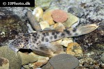 ancistomus feldbergae ancistomus feldbergae