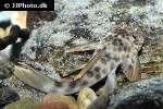 ancistomus feldbergae ancistomus feldbergae