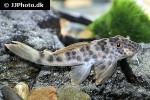 ancistomus feldbergae ancistomus feldbergae
