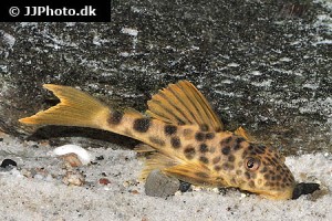 Peckoltia / Ancistomus