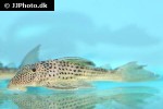 ancistomus snethlageae ancistomus snethlageae