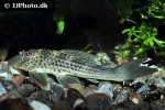 ancistomus snethlageae ancistomus snethlageae