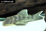 ancistomus snethlageae ancistomus snethlageae
