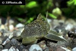 ancistomus snethlageae ancistomus snethlageae