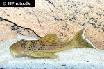 ancistomus snethlageae ancistomus snethlageae