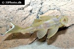 ancistomus snethlageae ancistomus snethlageae