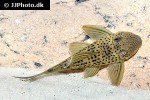 ancistomus snethlageae ancistomus snethlageae