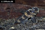 ancistomus snethlageae ancistomus snethlageae
