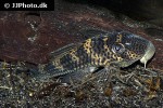 ancistomus snethlageae ancistomus snethlageae
