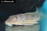 ancistomus snethlageae ancistomus snethlageae