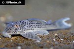 ancistomus snethlageae ancistomus snethlageae