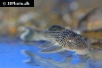 ancistomus snethlageae ancistomus snethlageae