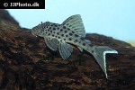 ancistomus snethlageae ancistomus snethlageae