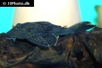 ancistomus snethlageae ancistomus snethlageae