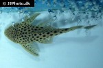 ancistomus snethlageae ancistomus snethlageae