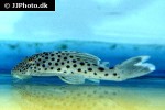 ancistomus snethlageae ancistomus snethlageae