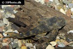 ancistomus species l147 ancistomus species l147