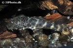 ancistomus species l147 ancistomus species l147