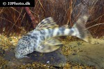 ancistomus species l147 ancistomus species l147